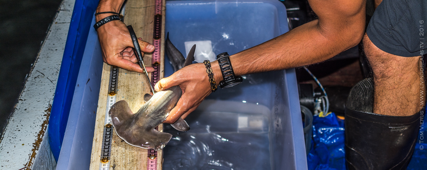 Shark Nursery Project, Fiji – Update III – Preliminary results