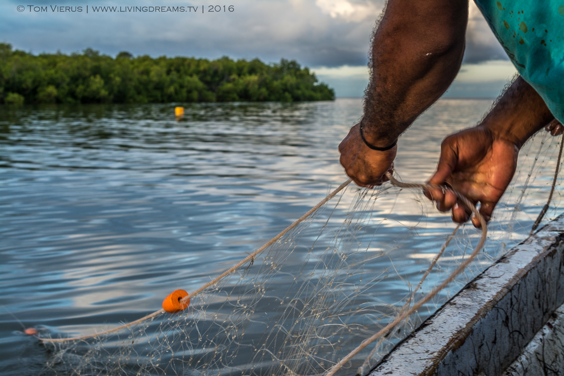 Shark Research Project IV – Analysis and Lab work