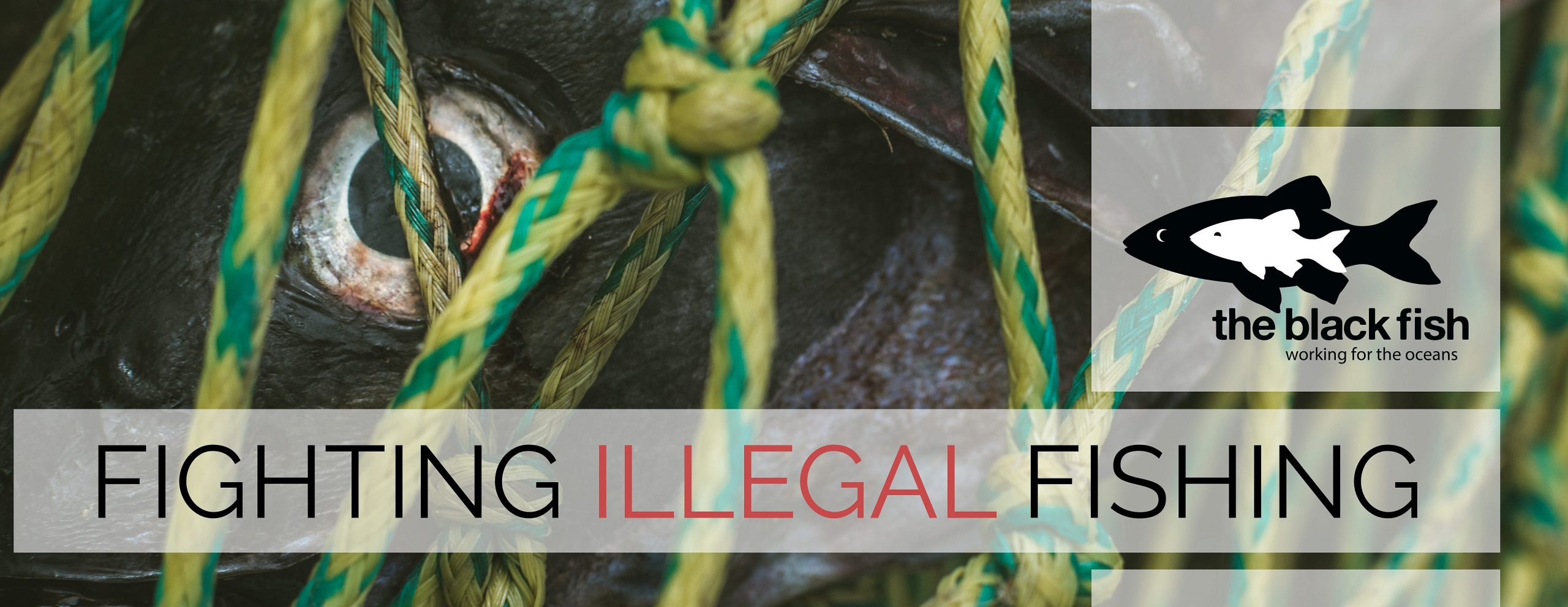 The Oceans Silent Guardian How Ai And Satellites Are Fighting Illegal Fishing The Ocean Is No Longer Too Big To Watch - 7xqzdr6