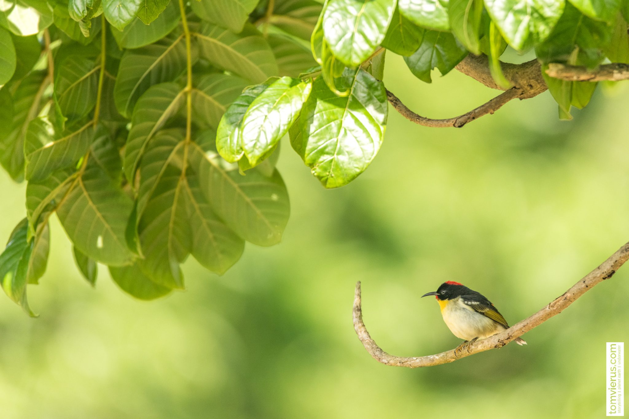 Project manumanu vuka Photos of all birds of Fiji Livingdreams.tv